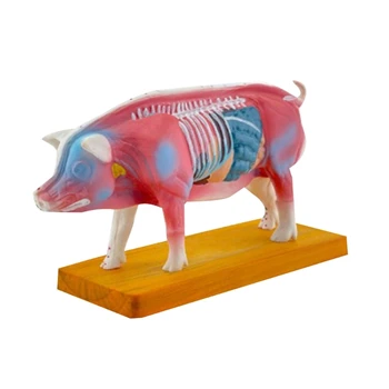 Анатомическая модель свиньи для иглоукалывания и прижигания, анатомическая модель свиньи, анатомическая модель животного для обучения ветеринарии X3UF