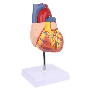 Анатомическая модель человеческого сердца в натуральную величину 1: 1 с 34 номерами Учебные ресурсы по медицинским наукам Научные поставки Прямая поставка оптом